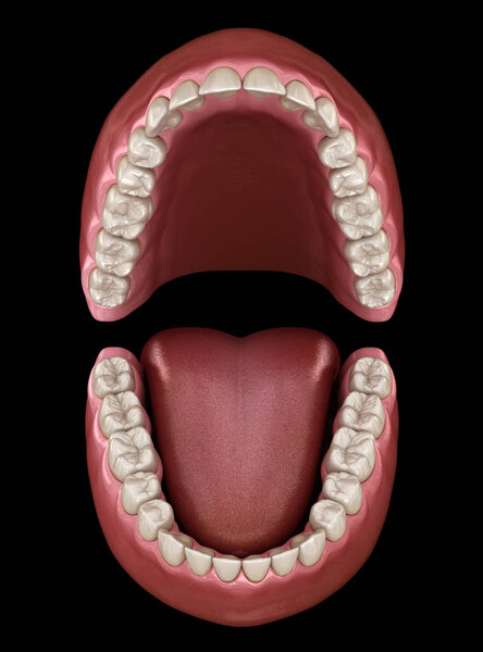 Dental anatomy - Opened Dentures. Medically accurate dental 3D illustration