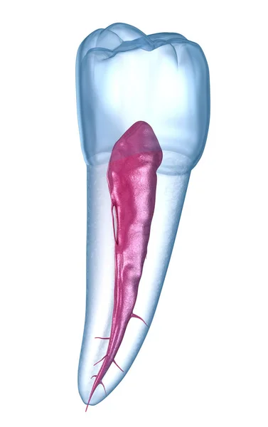 Anatomie Dentální Kořene Druhý Premolární Zub Lékařsky Přesná Zubní Ilustrace — Stock fotografie