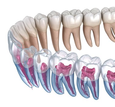 Diş kökü anatomisi, röntgen görüntüsü. Tıbbi olarak doğru olan 3 boyutlu diş illüstrasyonu