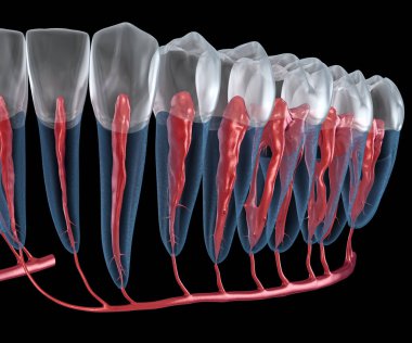 Diş kökü anatomisi, röntgen görüntüsü. Tıbbi olarak doğru olan 3 boyutlu diş illüstrasyonu