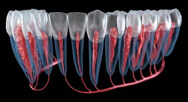 Diş kökü anatomisi, röntgen görüntüsü. Tıbbi olarak doğru olan 3 boyutlu diş illüstrasyonu