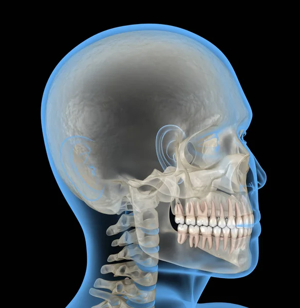 Menselijk Hoofd Röntgenzicht Medisch Accurate Illustratie — Stockfoto