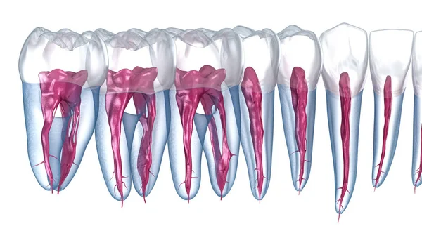 Tandrotsanatomi Röntgenbild Medicinskt Korrekt Dentala Illustration — Stockfoto