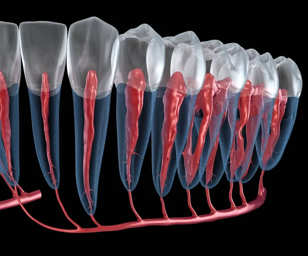 歯科根の解剖学 X線ビュー 医学的に正確な歯科3Dイラスト — ストック写真