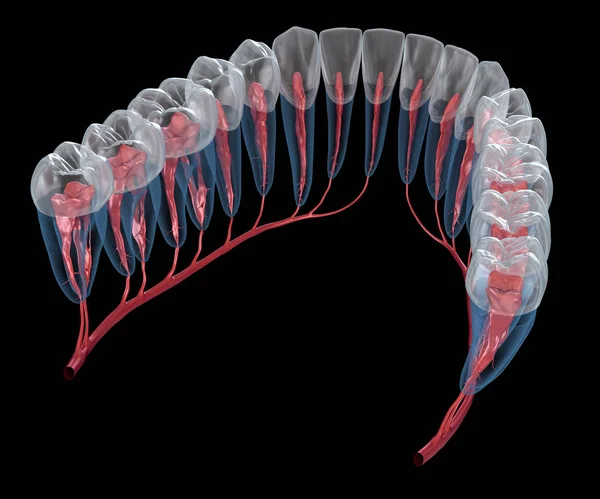 歯科根の解剖学 X線ビュー 医学的に正確な歯科3Dイラスト — ストック写真