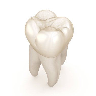 Diş anatomisi - İlk maksiller azı dişi. Tıbbi olarak doğru diş 3d illüstrasyon