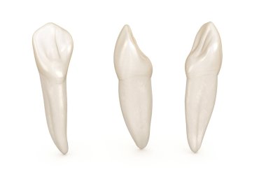 Diş anatomisi - maksiller santral kesici diş. Tıbbi olarak doğru diş 3d illüstrasyon