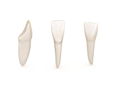 Diş anatomisi - mandibular merkezi kesici diş. Tıbbi olarak doğru diş 3d illüstrasyon