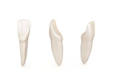 Diş anatomisi - mandibular merkezi kesici diş. Tıbbi olarak doğru diş 3d illüstrasyon