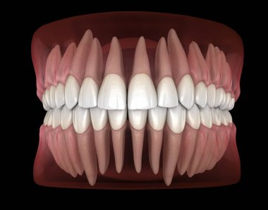 Mandibular ve maksiller insan diş eti ve dişlerin morfolojisi. Tıbbi olarak doğru diş 3d illüstrasyon