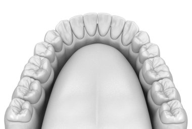 Maksiller insan diş eti ve beyaz tarzda dişler. Tıbbi olarak doğru diş 3d illüstrasyon