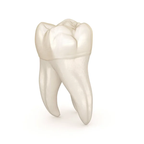 歯科解剖学 最初の上顎臼歯 医学的に正確な歯科3Dイラスト — ストック写真