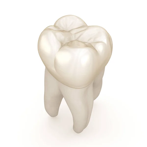 Anatomía Dental Primer Diente Molar Maxilar Ilustración Dental Médicamente Precisa — Foto de Stock