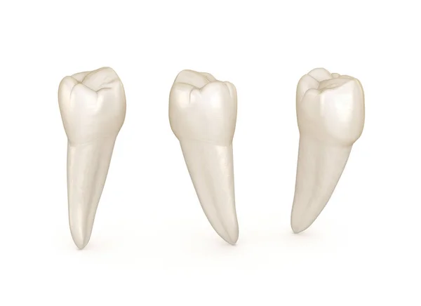 Anatomia Zębów Żuchwy Zębowy Ząb Medycznie Dokładna Ilustracja Stomatologicznych — Zdjęcie stockowe