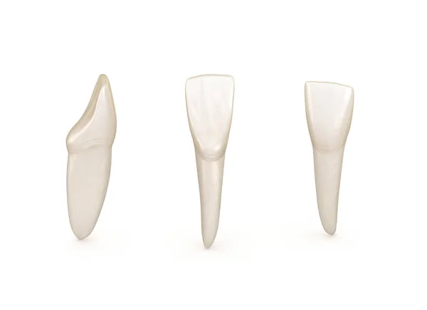 Οδοντιατρική Ανατομία Σιαγόνος Κεντρικό Κοπτήρα Δόντι Ιατρικά Ακριβής Οδοντική Εικονογράφηση — Φωτογραφία Αρχείου