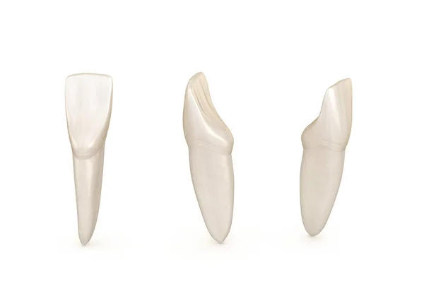 Anatomia Zębów Żuchwy Centralny Ząb Zębowy Medycznie Dokładna Ilustracja Stomatologicznych — Zdjęcie stockowe