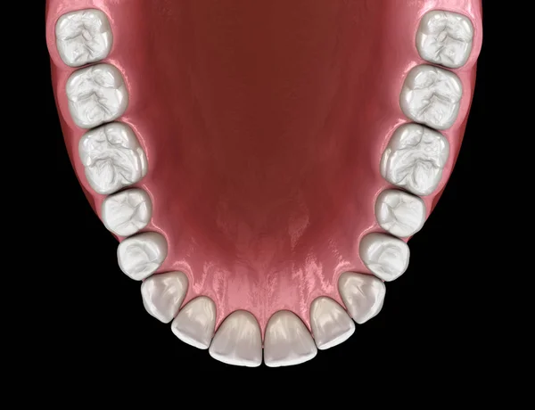 Gengiva Humana Maxilar Dentes Ilustração Dente Medicamente Precisa — Fotografia de Stock