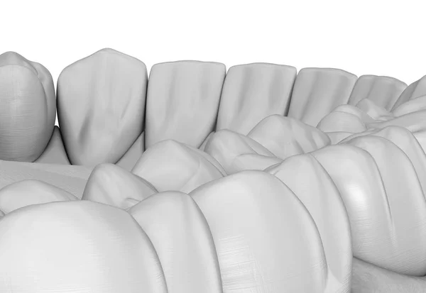 Goma Humana Maxilar Dentes Estilo Branco Ilustração Dente Medicamente Precisa — Fotografia de Stock