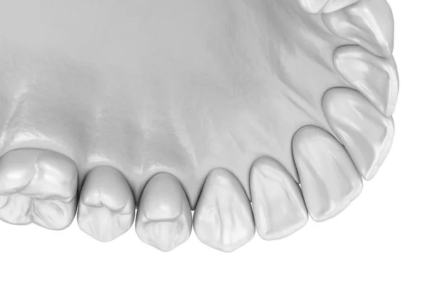 Maxillaire Humane Gom Tanden Witte Stijl Medisch Nauwkeurige Tand Illustratie — Stockfoto