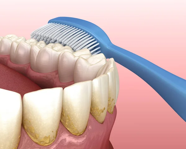 Toothbrush cleaning teeth. Medically accurate 3D illustration of oral hygiene.