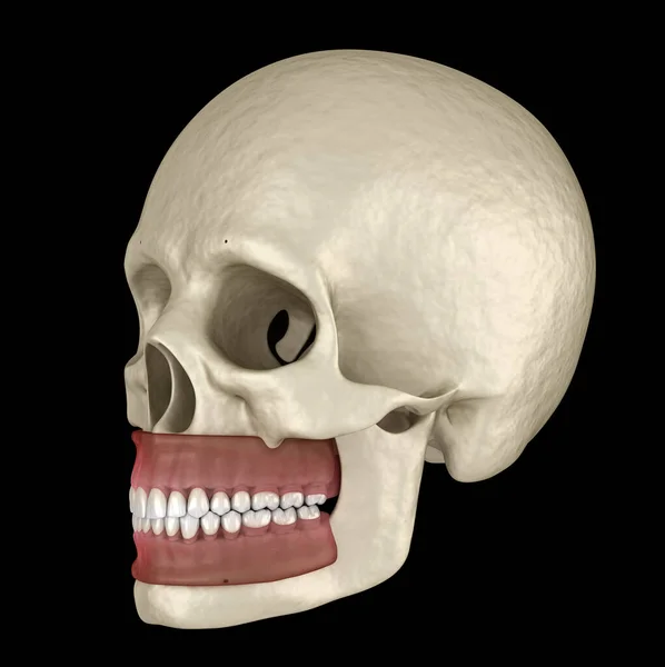 Normal Tıkanıklığı Olan Sağlıklı Insan Dişleri Tıbbi Olarak Doğru Diş — Stok fotoğraf