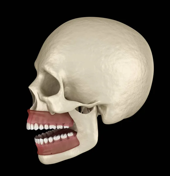 正常咬合的健康的人类牙齿 医学上准确的牙齿3D图像 — 图库照片