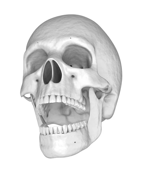 Menselijke Witte Schedel Illustratie — Stockfoto