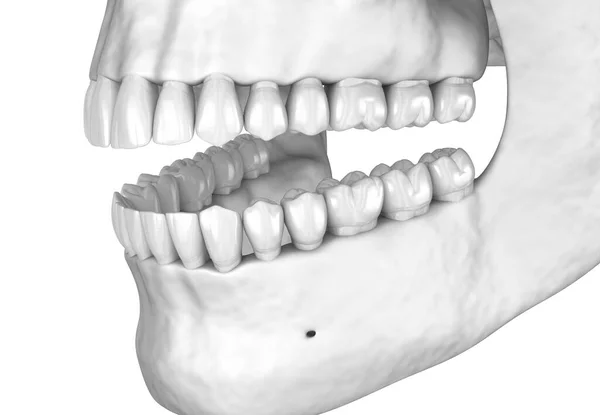 人間の白い頭蓋骨 3Dイラスト — ストック写真