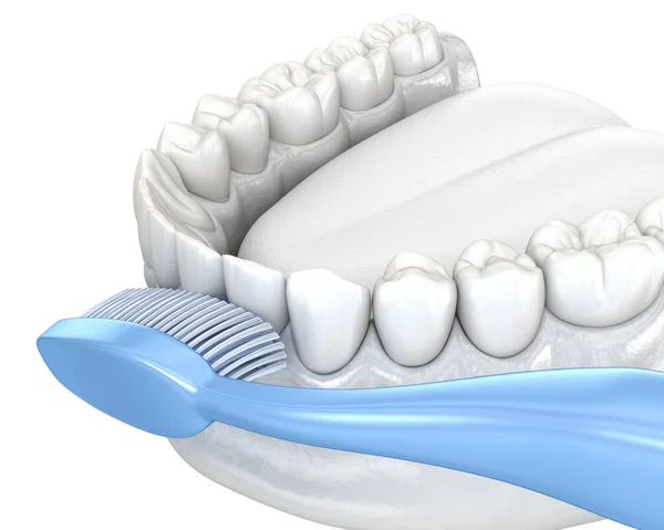 Cepillo Dientes Limpiando Dientes Aislado Blanco Ilustración Médicamente Precisa Higiene —  Fotos de Stock