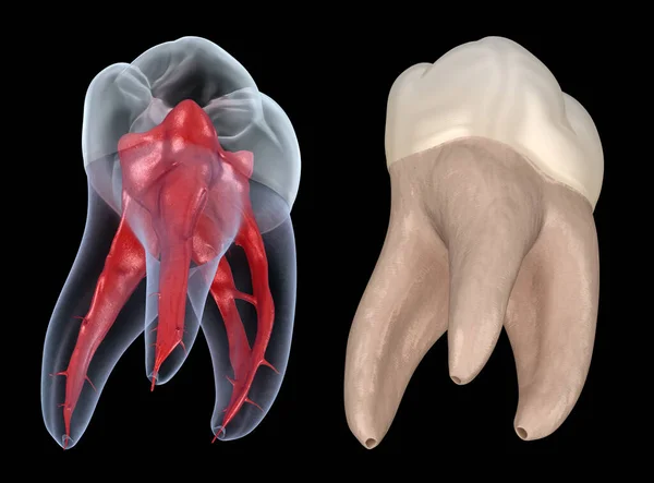 Anatomía Raíz Dental Primer Diente Molar Maxilar Ilustración Dental Médicamente —  Fotos de Stock