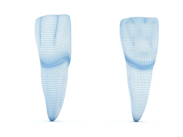 上顎中央の切開歯の形態 有線3Dイラスト — ストック写真
