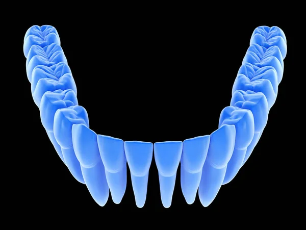 Zubní Anatomie Mandibulární Lidské Žvýkačky Zubů Rentgenový Pohled Lékařsky Přesná — Stock fotografie