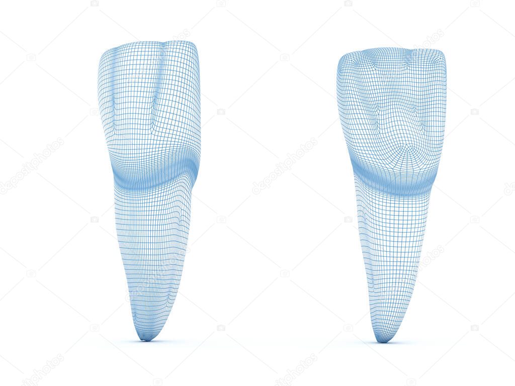 Morphology of maxillary central incisor tooth.  Wired 3d illustration