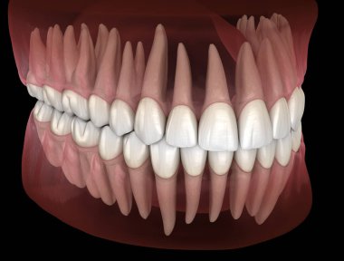 İnsan dişlerinin morfolojisi. Tıbbi olarak doğru diş 3D illüstrasyon