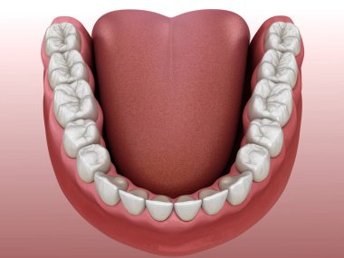 İnsan çikleti ve dişleri. Tıbbi olarak doğru diş 3D illüstrasyon
