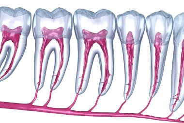 Diş kökü anatomisi, röntgen görüntüsü. Tıbbi olarak doğru olan 3 boyutlu diş illüstrasyonu