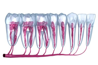 Diş kökü anatomisi, röntgen görüntüsü. Tıbbi olarak doğru olan 3 boyutlu diş illüstrasyonu