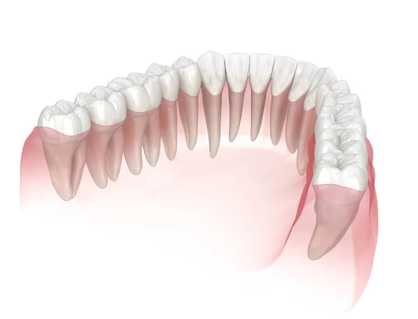 Morfologia Dos Dentes Humanos Ilustração Dente Medicamente Precisa — Fotografia de Stock