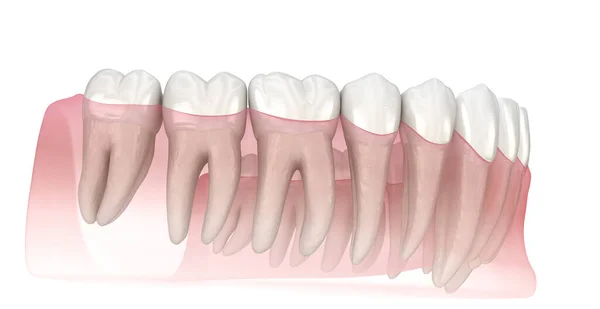 Morfologi Mänskliga Tänder Medicinskt Korrekt Tand Illustration — Stockfoto
