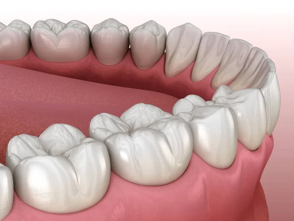 Mandibular human gum and teeth. Medically accurate tooth 3D illustration