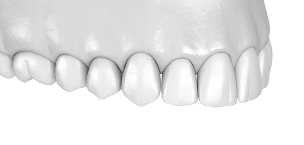 Guma Ludzka Zęby Białym Stylu Medycznie Dokładna Ilustracja Zęba — Zdjęcie stockowe