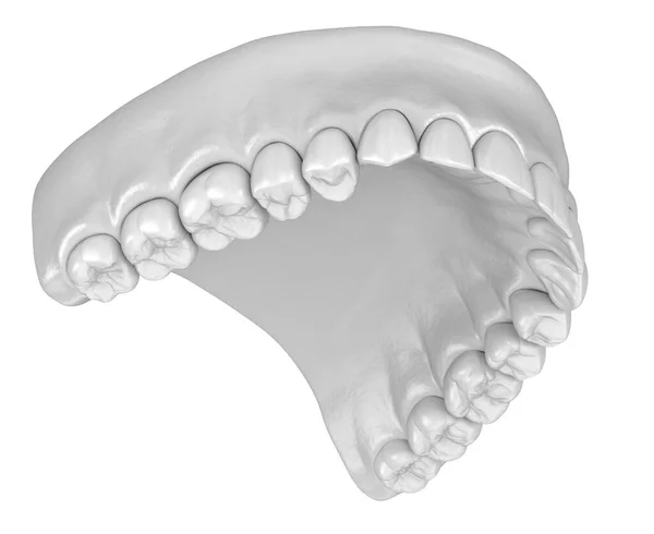 白いスタイルの人間のガムと歯 医学的に正確な歯3Dイラスト — ストック写真