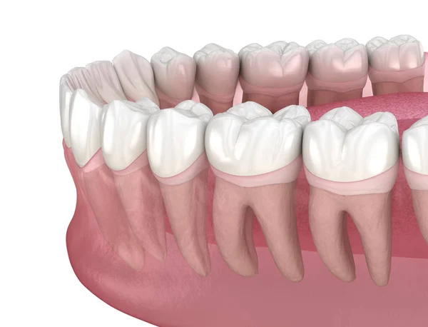 Morfologia Dei Denti Umani Illustrazione Del Dente Clinicamente Accurata — Foto Stock