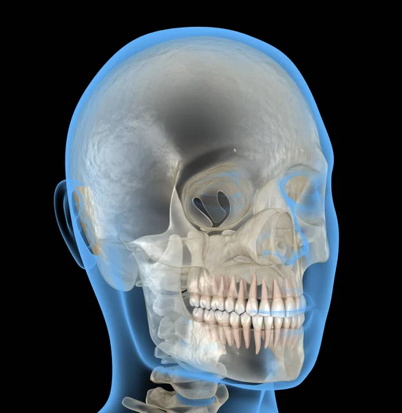 Ανθρώπινο Κεφάλι Ακτινογραφία Ιατρικά Ακριβής Τρισδιάστατη Απεικόνιση — Φωτογραφία Αρχείου