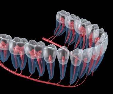 Diş kökü anatomisi, röntgen görüntüsü. Tıbbi olarak doğru olan 3 boyutlu diş illüstrasyonu