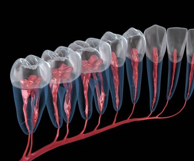 Diş kökü anatomisi, röntgen görüntüsü. Tıbbi olarak doğru olan 3 boyutlu diş illüstrasyonu