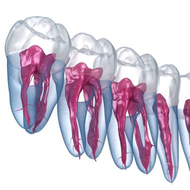 Dental root anatomy, Xray view. Medically accurate dental 3D illustration clipart