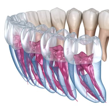 Diş kökü anatomisi, röntgen görüntüsü. Tıbbi olarak doğru olan 3 boyutlu diş illüstrasyonu