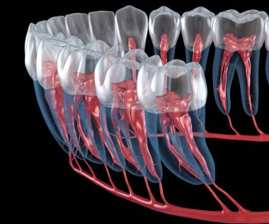 Diş kökü anatomisi, röntgen görüntüsü. Tıbbi olarak doğru olan 3 boyutlu diş illüstrasyonu