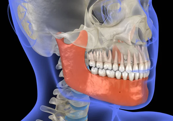 Testa Umana Vista Raggi Mascella Marcata Illustrazione Clinicamente Accurata — Foto Stock